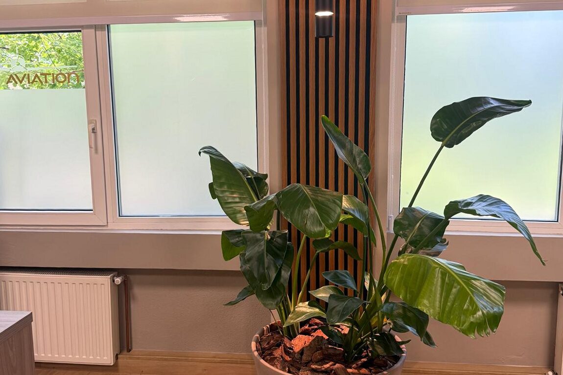 Window bay: a large potted strelitzia in a terracotta planter between two windows with roller blinds, oak slat panel and slim uplighter behind, oak plank floor.